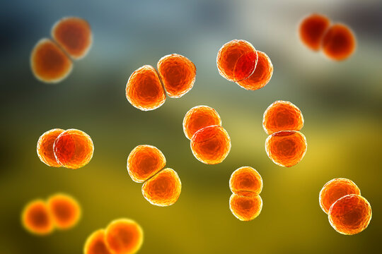 Streptococcus pneumoniae bacteria, 3D scientific illustration
