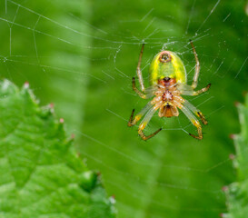 Cucumber green spider