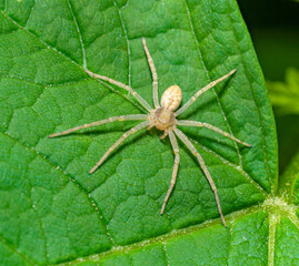 Light colored spider