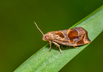 Variegated golden tortrix