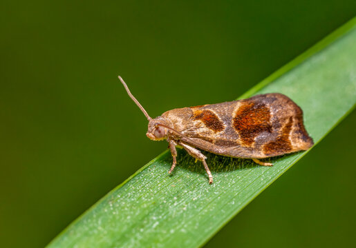 Variegated golden tortrix