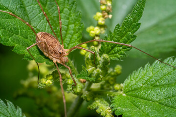 Harvestman