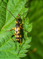Spotted longhorn beetle