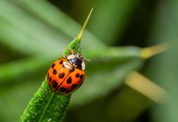 Asian ladybug