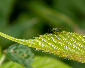 Fly honeysuckle aphid