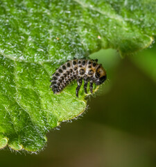 Leaf beetle larva