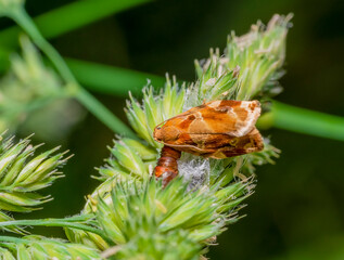 Slipped variegated golden tortrix