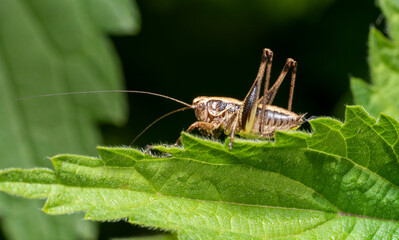 Dark bush-cricket