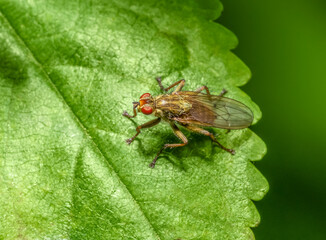 Naklejka premium Yellow dung fly