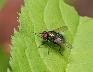 Bluebottle fly