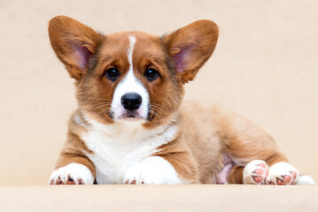 red corgi cardigan puppy lies