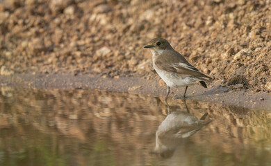 European Pied Flycatcher in the pond

