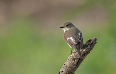 European Pied Flycatcher in the branch

