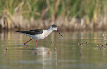 Black-winged Stilt in the lagoon

