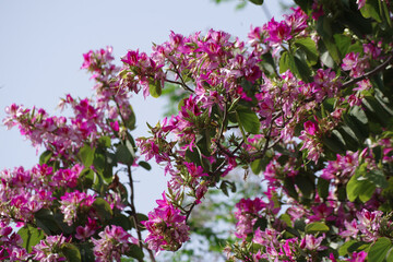 Fototapeta premium Massifs de fleurs à Tétouan
