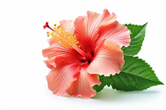 red hibicus flower or soeblacplant in the garden. Latin name is hibiscus rose sinensis.bunga kembang sepatu
