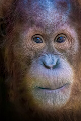 close-up portrait of a young orangutan