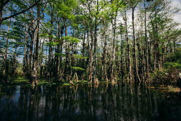 Fototapeta na wymiar trees in a swamp in Florida