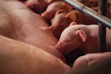Newborn piglets need milk from the sow. ,Receiving newborn milk to build immunity , the swine...