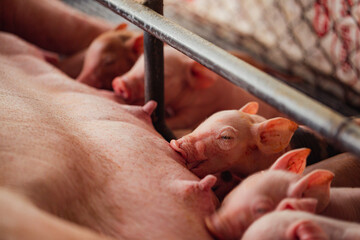 Newborn piglets need milk from the sow. ,Receiving newborn milk to build immunity , the swine...