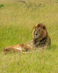 Male and female African lions resting immediately after mating, in the Savannah grasslands of the Maasai Mara Reserve, Kenya