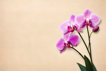 Close up of pink orchids flowers on pastel beige background with copy space