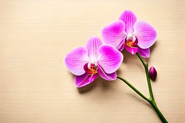Flat lay of pink orchids flowers on pastel beige background with copy space