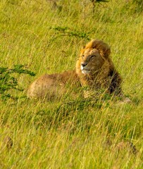 Male and female African lions resting immediately after mating, in the Savannah grasslands of the Maasai Mara Reserve, Kenya