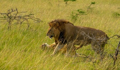 A male lion courts a female lioness on the savannah grasslands of the Maasai Mara Reserve, Kenya