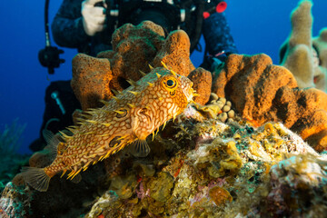 Underwater Marine Life