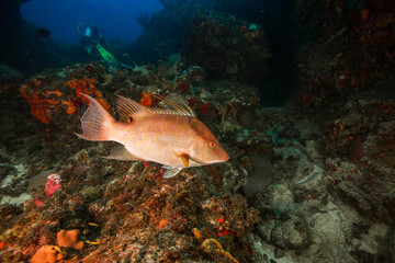 Fototapeta premium Underwater Marine Life