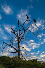 Three Marabou storks perched in a tree in the Maasai Mara savannah Kenya Africa