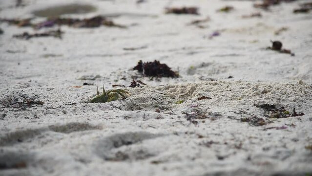 Crab moving the sand at the beach, Seychelles