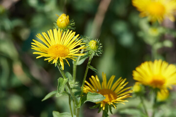 Wiesen-Alant (Inula britannica)