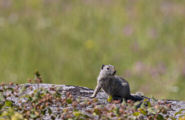 Uinta Ground Squirrel in Wyoming