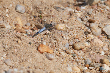 Großer Blaupfeil (Orthetrum cancellatum)