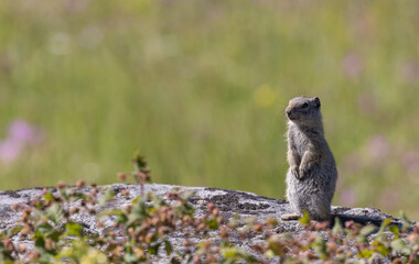 Naklejka na ściany i meble Uinta Ground Squirrel in Wyoming