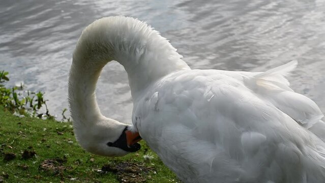 White swan busy preening 