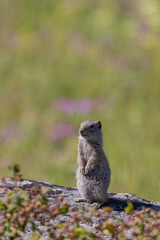 Uinta Ground Squirrel in Wyoming