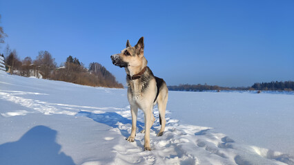 Dog German Shepherd on a big field in a winter day and white snow arround. Waiting eastern European dog veo