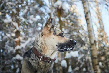 Dog German Shepherd outdoors in the forest in a winter day. Russian guard dog Eastern European Shepherd in nature on the snow and white trees covered snow