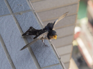怒るツバメ