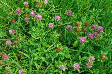 Obraz premium Red clover flowers in bloom