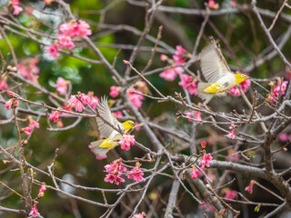 桜の花の中を飛び交うメジロ
