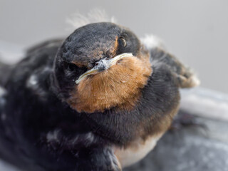 ツバメに見つめられて。