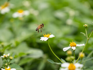白い花の中を飛ぶ蜜蜂