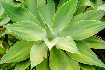 Agave attenuata is a species of flowering plant in the family Asparagaceae, commonly known as the foxtail or lion's tail.