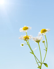 Rain drops on Daisy Fleabane