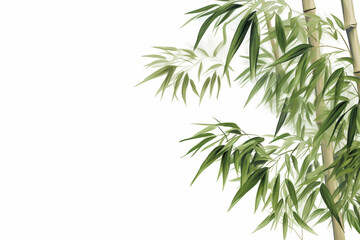 Naklejka premium bamboo or bamboo shoots