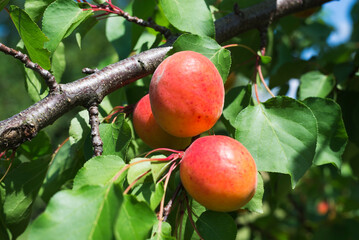 Ripe Apricots on the branch in fruit orchard